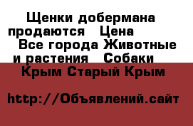 Щенки добермана  продаются › Цена ­ 45 000 - Все города Животные и растения » Собаки   . Крым,Старый Крым